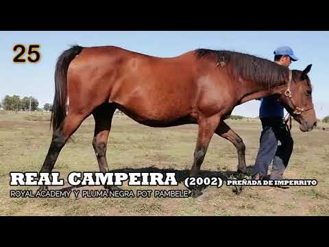 Lote REAL CAMPEIRA (BRZ)