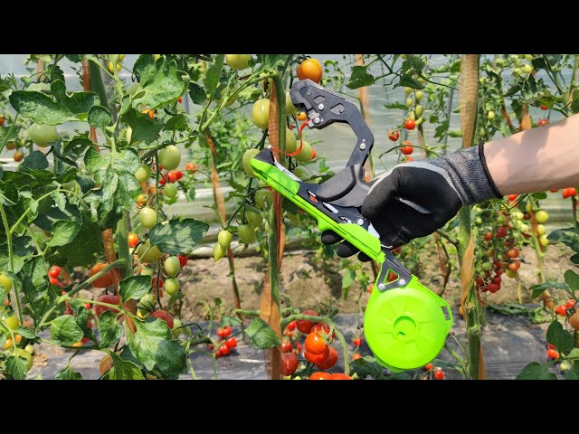 Vídeo relacionado con Faankiton Herramienta de Cinta de Jardín, Atadora Agricola para Atar Ramas de Plantas, Maquina para Atar Plantas, Maquina Atar Tomates, Atadora de Tomates 20 Rollos Cinta + 10000 Grapas, Verde