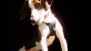 preview picture of video 'RESCUED!--Donner--Treeing Walker Coonhound'