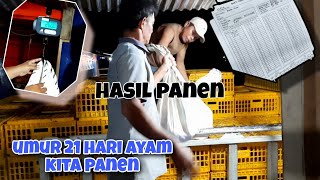 Download lagu Hasil panen ayam umur 21 hari | 2000 ekor ayam mp3