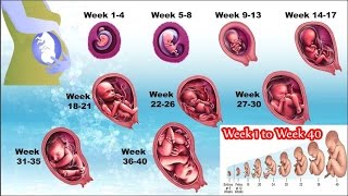Pregnancy week by week 1 to 40 | Watch the Movements of Your Baby