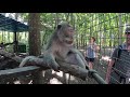 Monkeys of the Sacred Monkey Forest
