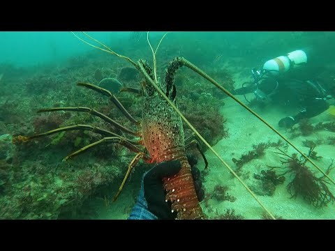 Minke madness and a few lobsters