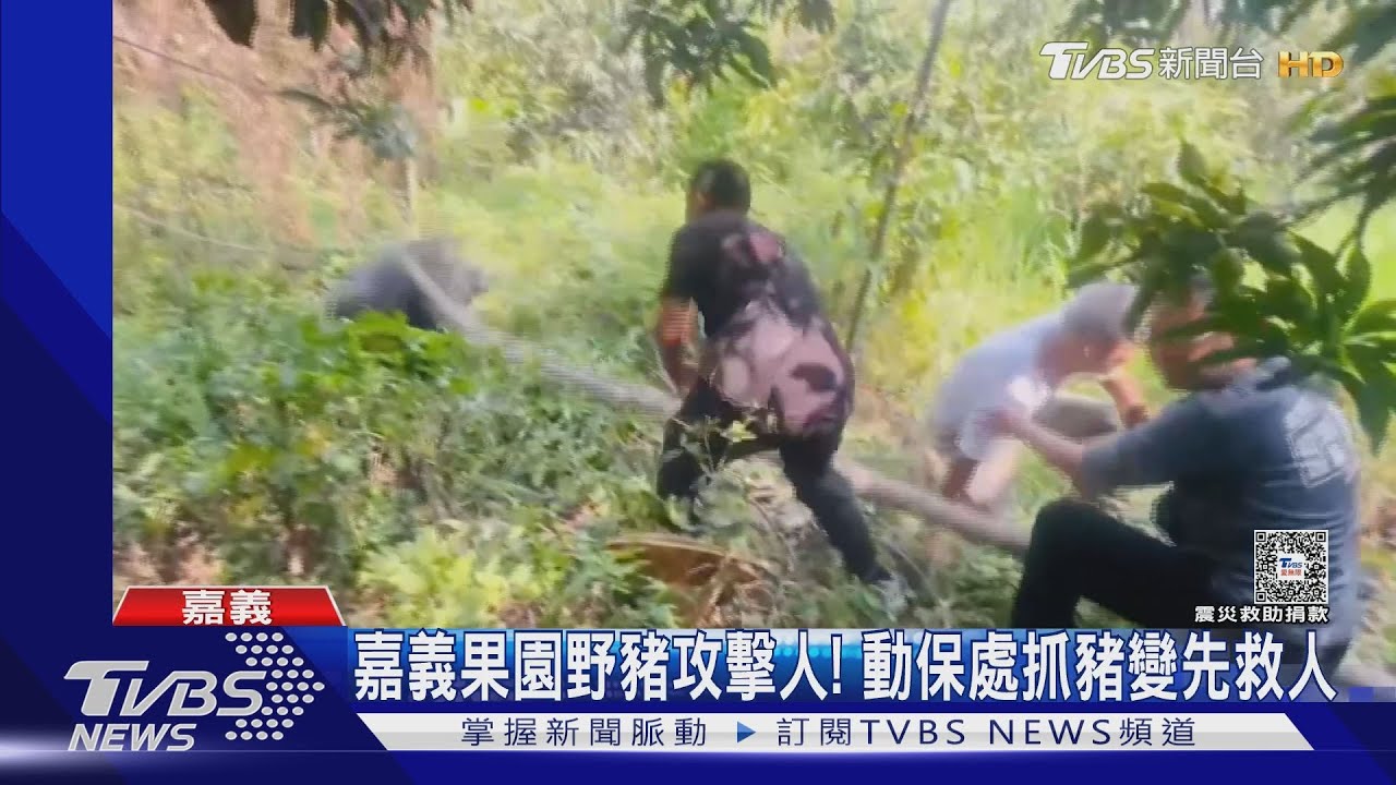 山豬出沒咬傷7旬翁拇指碎！3男持瓦斯槍射獼猴　最重罰30萬