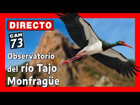 Observatorio del río Tajo en Monfragüe (Cámara 73 | Cáceres) 🔴 DIRECTO