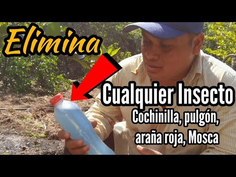 , title : 'Insecticida Casero Potente para Eliminar Mosca Blanca, Pulgon, Araña Roja, Roya, Cochinilla'
