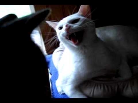 Kona in "a Slow Motion Hiss"