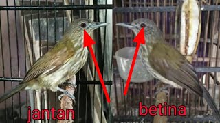 Download lagu distinguishing male and female cucak rawis mp3