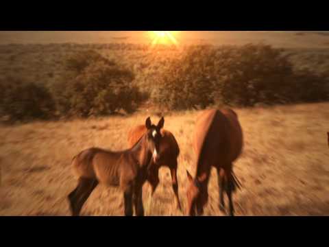 Yeguada José Montoro