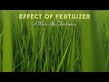 Effect Of FERTILIZER A Week After Fertilization