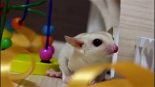 とうとうハゲちゃったフクロモモンガ クリミノのクルルくん