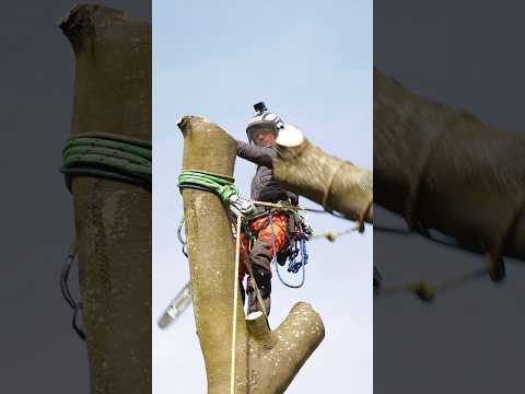 Negative rigging with Ben Connon and Charterhouse Tree Care #rigging #treework #arborist #arbortec
