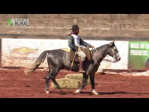 Campo Grande/MS - Andaduras, Figura, VSP-Esbarradas (Machos) - Classificatória ao Freio de Ouro 2019