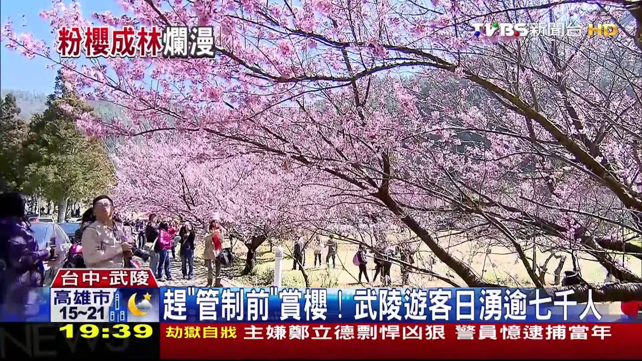 ​趕「管制前」賞櫻！　武陵遊客日湧逾7千人