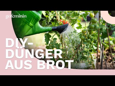 Nicht wegwerfen: So wird altes Brot zum Super-Dünger