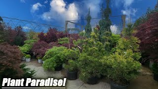 Planting Big Hostas || Amazing Nursery || Moving Tropical Plants Outside || Saturday Vlog