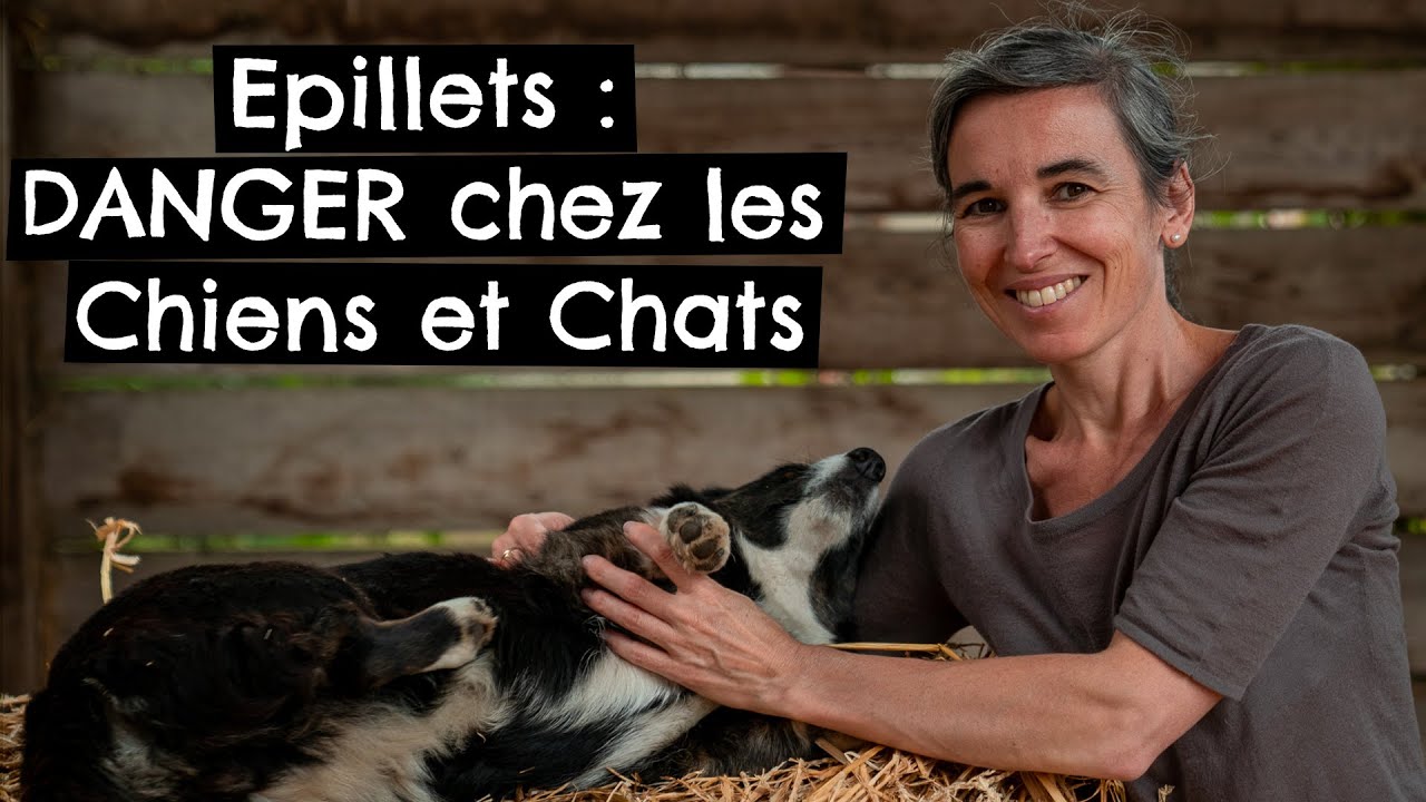 Epillets : DANGER Chien et Chat ! 🐶 🐱