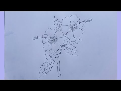 How to draw hibiscus flowers || Fahima drawing Academy ||Hibiscus flower ||Art work ||Pencil sketch
