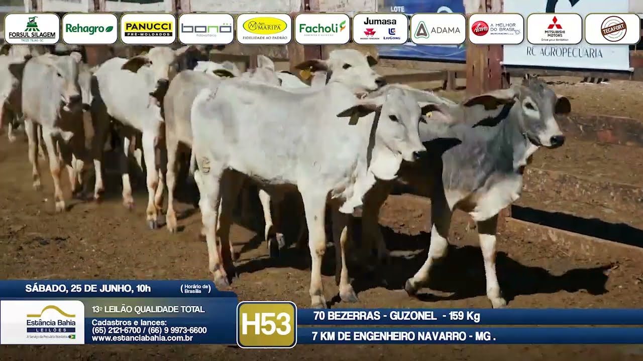 Vídeo LOTE H53 - 13º Leilão Qualidade Total 2022