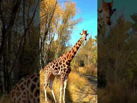 Giraffes Grassland Mammals | My Red Giraffe - My Magic Pet  | Cartoons For Kids  #shorts