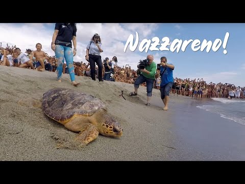 Freedom Sea Turtles: Nazzareno