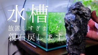 水槽と40日ぶりに向き合った＠危険運転怖いねー【アクアリウムダイアリー#8】