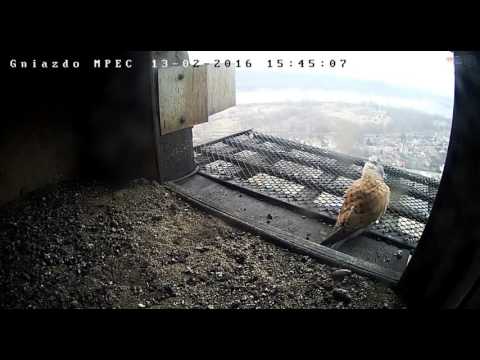 2018 02 05 Axel Watertoren Alex In De Kast En Paring Op Rand