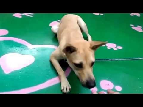 Alima follows the commands well