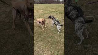 Video preview image #1 German Shorthaired Pointer-Unknown Mix Puppy For Sale in Oakhurst, NJ, USA