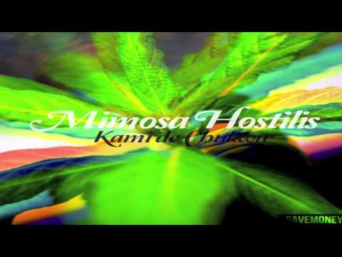 Video thumbnail for Mimosa Hostilis