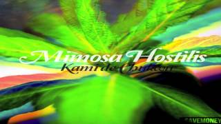 "Mimosa Hostilis"| Kami de Chukwu (R.I.P J.Dilla) w/ LYRICS