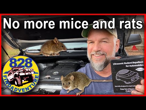 Get rid of those mice and rats for good. Toyota Tundra and Subaru install.