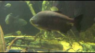 preview picture of video 'Trip to Newport Aquarium'