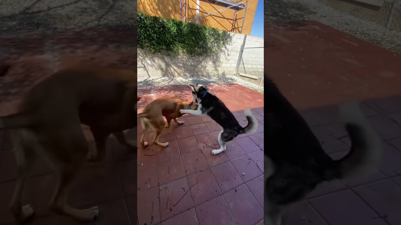 Ozzy, a Adoptable mixed breed in Westminster, CA video 5/6