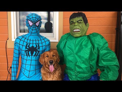 Blue Spiderman SAVES Earl From Hulk!