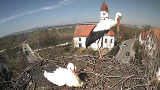 Stork Nest Germany