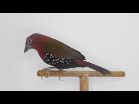 Amadka Petersova (Hypargos niveoguttatus) — starostlivosť, voliéra a kŕmenie