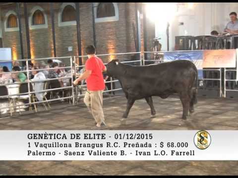 01-12-15 Ventas ( Parte 6 ) - Genetica de Elite - Palermo - Buenos Aires