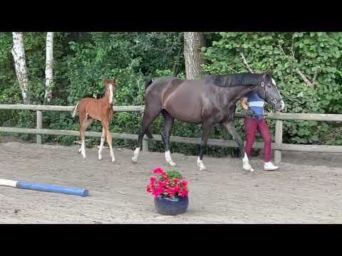 Hengstfohlen *2022 von Ibiza Dream - Royal Classic II