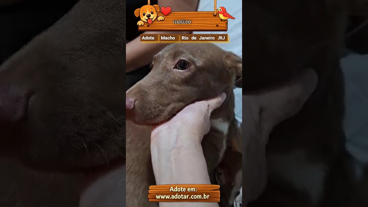 Cachorro raça SRD-ViraLata idade 2 a 6 meses nome matteo