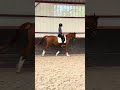 Mare Origin Recorded For sale 2023 Chesnut