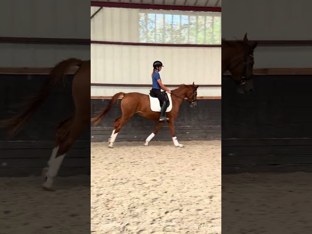 Mare Origin Recorded For sale 2023 Chesnut