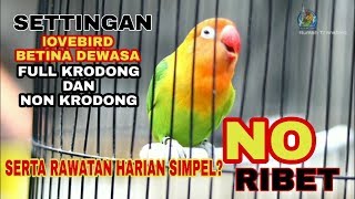 Download lagu Settingan dan rawatan lb betina dewasa FULL Krodong dan FULL Ablak Durasi selalu Nambah Panjang? mp3