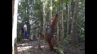 preview picture of video 'Orangutan Male in Tanjung Puting Tour'