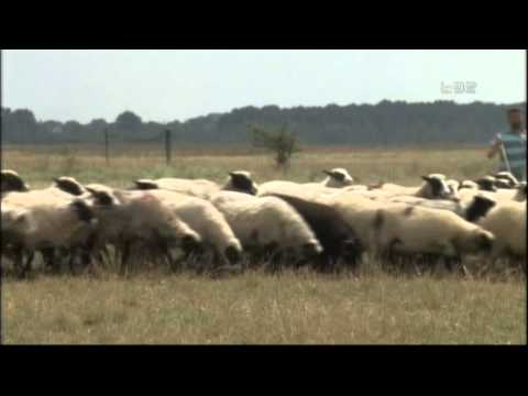 Spektakularno stado travnicke pramenke u Vojvodini