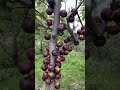 Asmr Mangosteen So Good Fruit Shorts