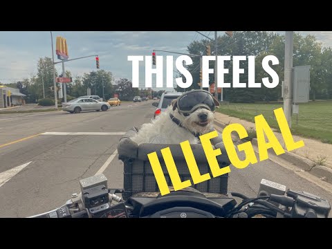 City Streets to Beauty Trails: Day Ride & Campfire Lunch w/ My Quad Dog Wendell !