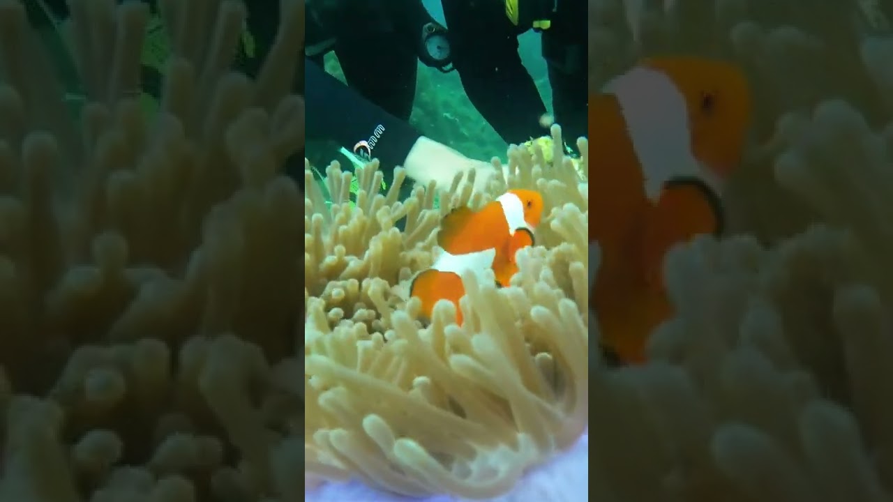 YouTube Short thumbnail