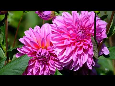 Opwekking 607 Machtige redder