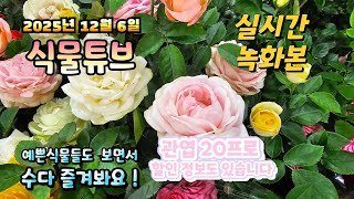 2025년 12월 6일 실시간방송으로 예쁜식물들 시청하시면서 힐링타임 되세요 #양재꽃시장 #식물튜브 #식물아…